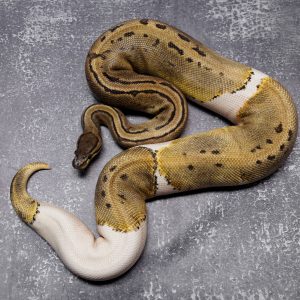 Pin Pied 100% VPI Axanthic Poss YB