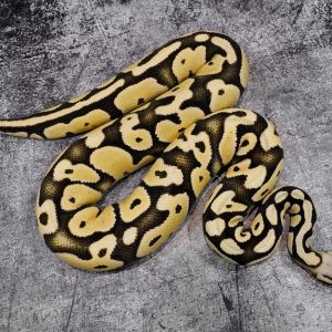 OD Pastel Desert Ghost 50% Het Cryptic