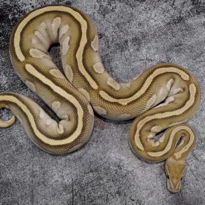 Cypress Sulfur Lesser 100% Het Clown