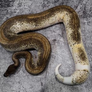 Black Head Mojave Enchi YB Pied