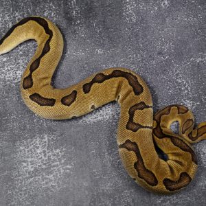 Enchi Blade Clown 100% Het Lavender