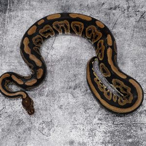 Cinnamon Cryptic 100% Het Desert Ghost