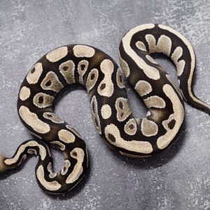 Mahogany Desert Ghost