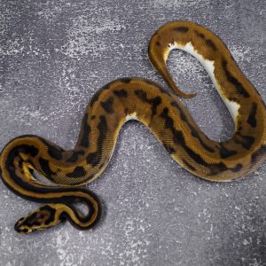 Confusion Enchi Pied