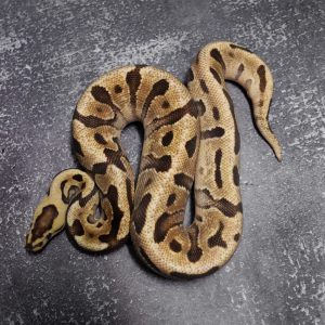 Enchi Fire Cryptic 100% Het Desert Ghost
