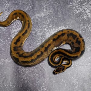 Confusion Enchi Pied