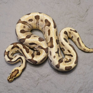 Enchi Fire Cryptic 100% Het Desert Ghost
