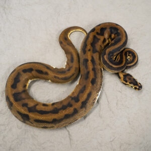 Confusion Enchi Pied