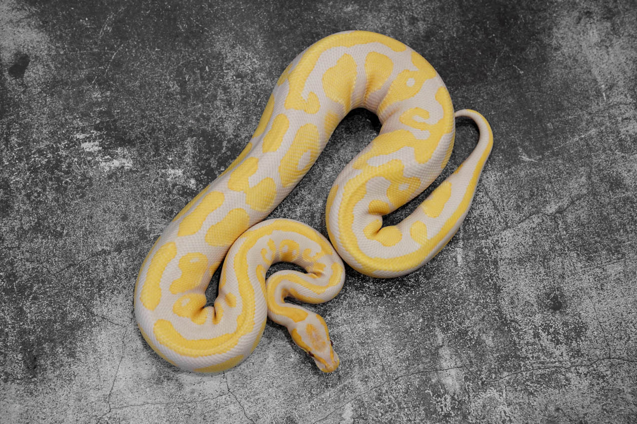 Black Head Lavender REALITY BALL PYTHON