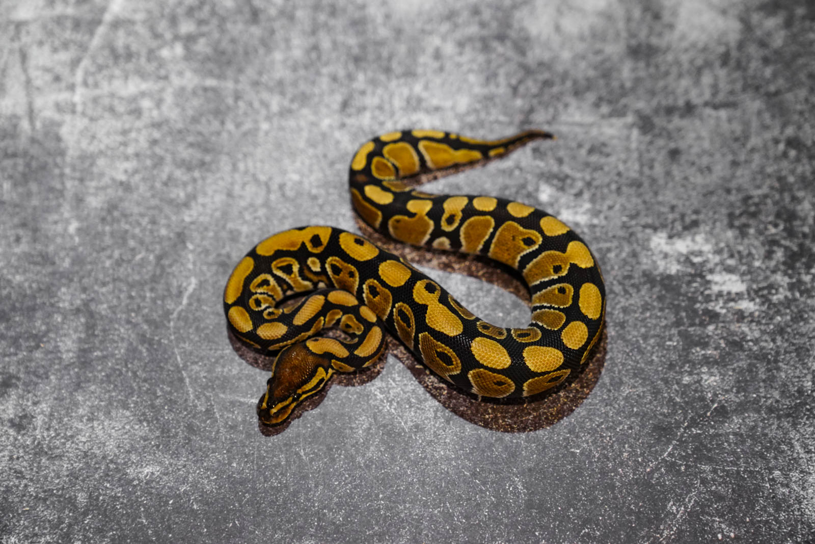 TPH Sunset Lavender Clown – REALITY BALL PYTHON