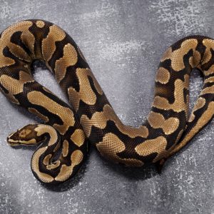 Disco YB 100% DH Cryptic Desert Ghost