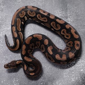 Cinnamon Cryptic 100% Het Desert Ghost