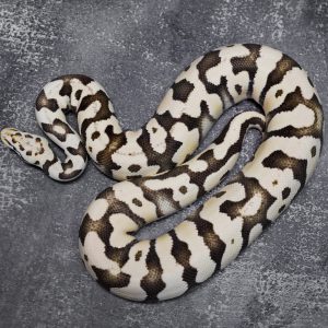Pastel Harlequin Cryptic Desert Ghost