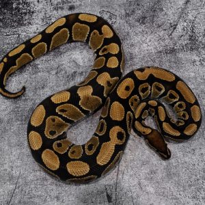100% TPH Sunset Lavender Clown