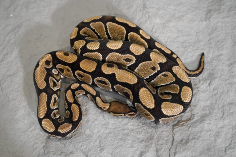 100% TPH Sunset Lavender Clown – REALITY BALL PYTHON