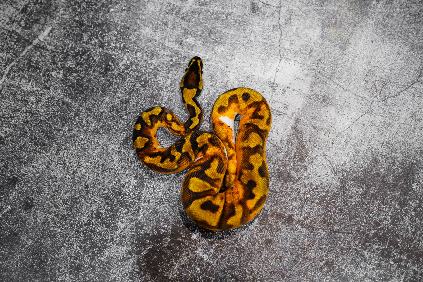 OD Leopard Pied – REALITY BALL PYTHON
