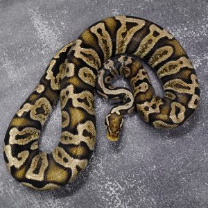 Pastel GHI 100% Het Desert Ghost