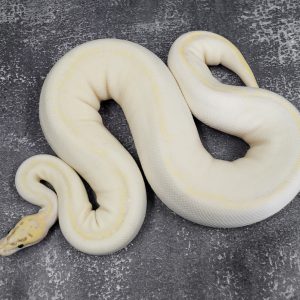 Enchi Ivory