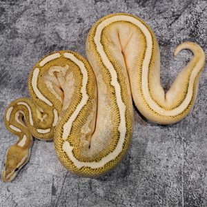 Cinnamon Lesser Fire 100% Het Tri Stripe