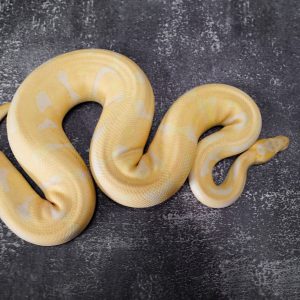 Lavender OD Leopard (Proven)