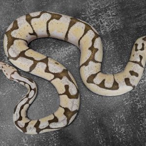Bumblebee Desert Ghost (Kink Proven 6 Eggs)