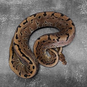 Leopard Spotnose Pin 100% Het Clown (Proven 5 Eggs)