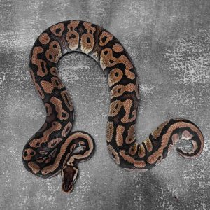 Redstripe  Pastel 100% Het Genetic Stripe (Proven 9 eggs)