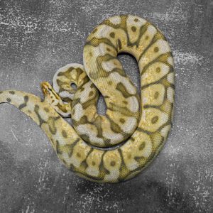 Super Pastel Spider Chocolate 100% Het Desert Ghost 50% Het Hypo (Proven)