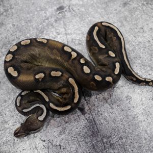 Wookie GHI Cinnamon YB 100% Het Ablino 50% Het Hypo