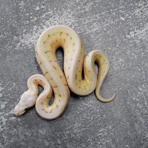 Super Pastel Leopard Spider Pin 100% Het Desert Ghost Poss Enchi