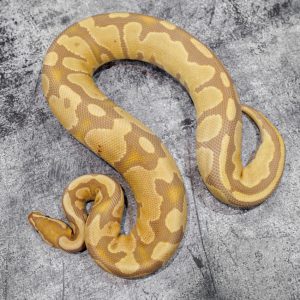 OD Enchi Ultramel 50% Het Pied
