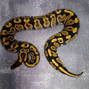 YB 100% DH Ultramel Pied