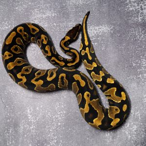 YB 100% DH Ultramel Pied