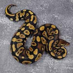 Mahogany YB 100% DH Candy / Albino Clown