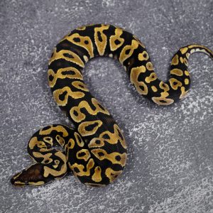 Jungle Woma / YB 100% DH Candy / Albino Clown