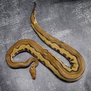 Black Head Red Gene Leopard Phantom  Enchi Disco / Fire Clown 50% Het Pied
