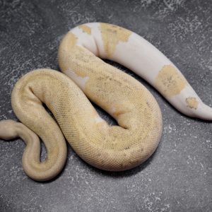 Black Head Red Gene Leopard Disco Fire Clown 50% Het Pied