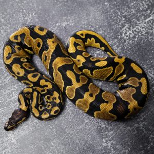 YB 100% DH Ultramel Pied