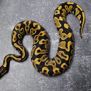 YB 100% DH Ultramel Pied