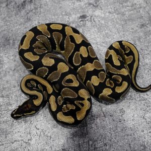 Harlequin 100% TPH Crytic Desert Ghost Pied