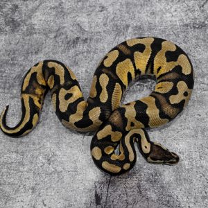 Chocolate Harlequin Pastel 100% TPH Cryptic Desert Ghost Pied