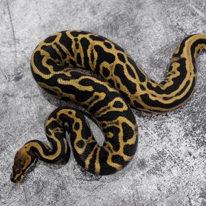 Chocolate Leopard Spotnose 100% Het Ultramel
