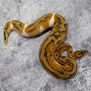 Enchi Clown Pied