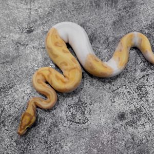 OD Enchi Banana Pied 100% Het Clown (HI FMK)