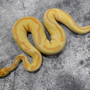 Banana OD Enchi Clown 100% Het Pied (HI)