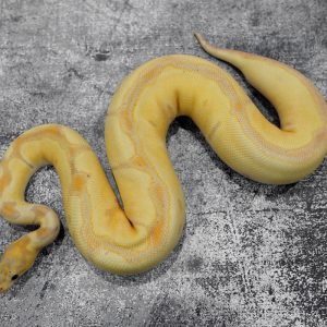 Banana Red Stripe Clown