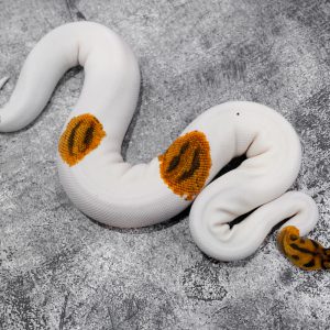 YB Leopard Clown Pied