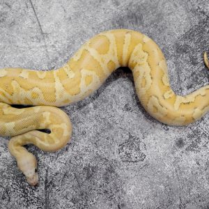 Cypress OD Vanilla  Fire Clown Poss Honey (HI)