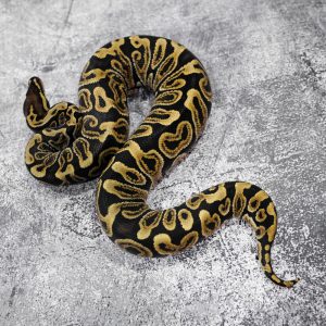 GHI Spotnose 100% Het Clown Poss OD (HI)