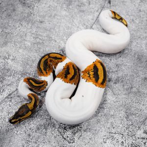 Leopard YB Pied 100% Het Clown